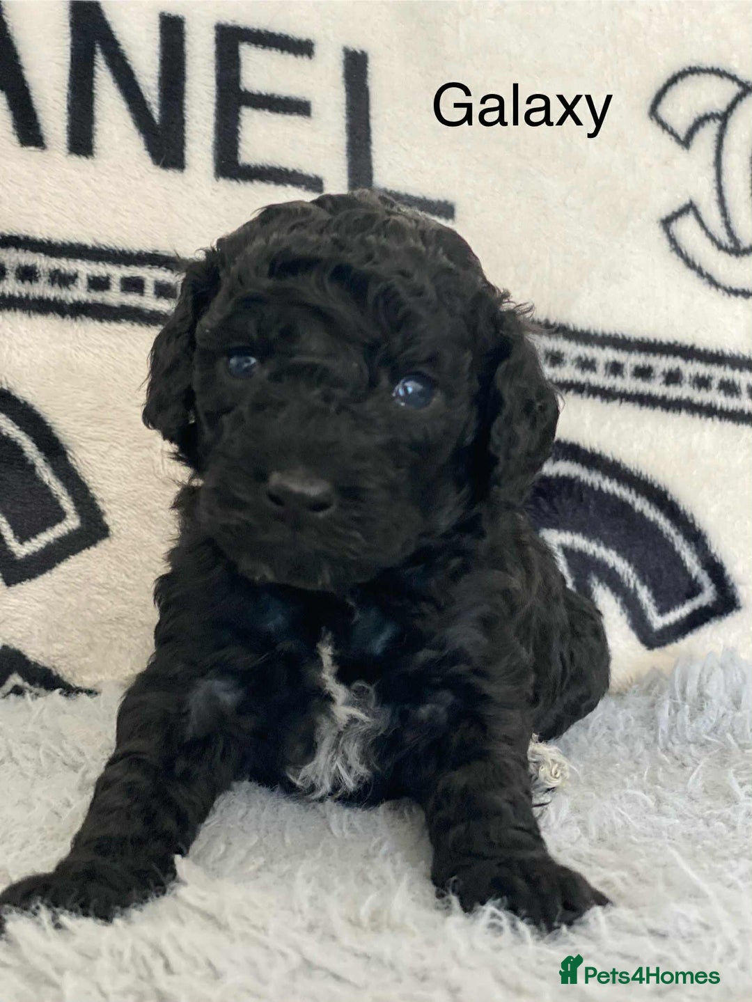 Cockapoo dogs for sale: F1b cockapoo ready to leave now last girl left - Image 31