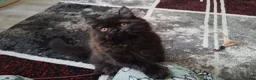 Mixed Breed cats for sale: Adorable Female Persian x Ragdoll Kitten ❤️ - Advert 13