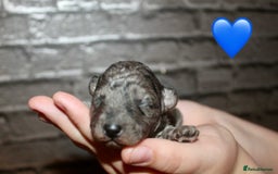 Cockapoo dogs for sale: Health tested Asian toy Cockapoo puppies  - Image 6