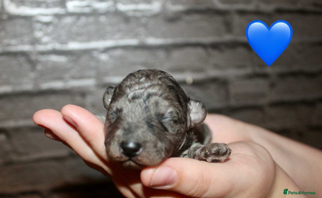 Cockapoo dogs for sale: Health tested Asian toy Cockapoo puppies  - Image 6