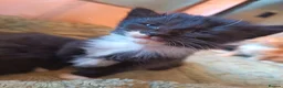 Mixed Breed cats for sale: Beautiful long haired kittens - Advert 3