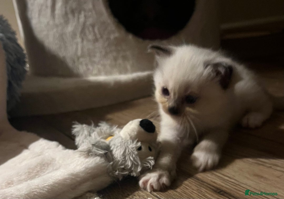 Ragdoll cats for sale: 🎀Beautiful Ragdoll kittens (Tica reg)🎀 - Advert 15