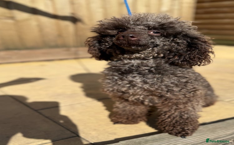 Toy Poodle dogs - Advert 2