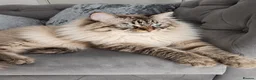 Siberian cats for sale: GCCF neva siberian Champion bloodlines siberians - Advert 7