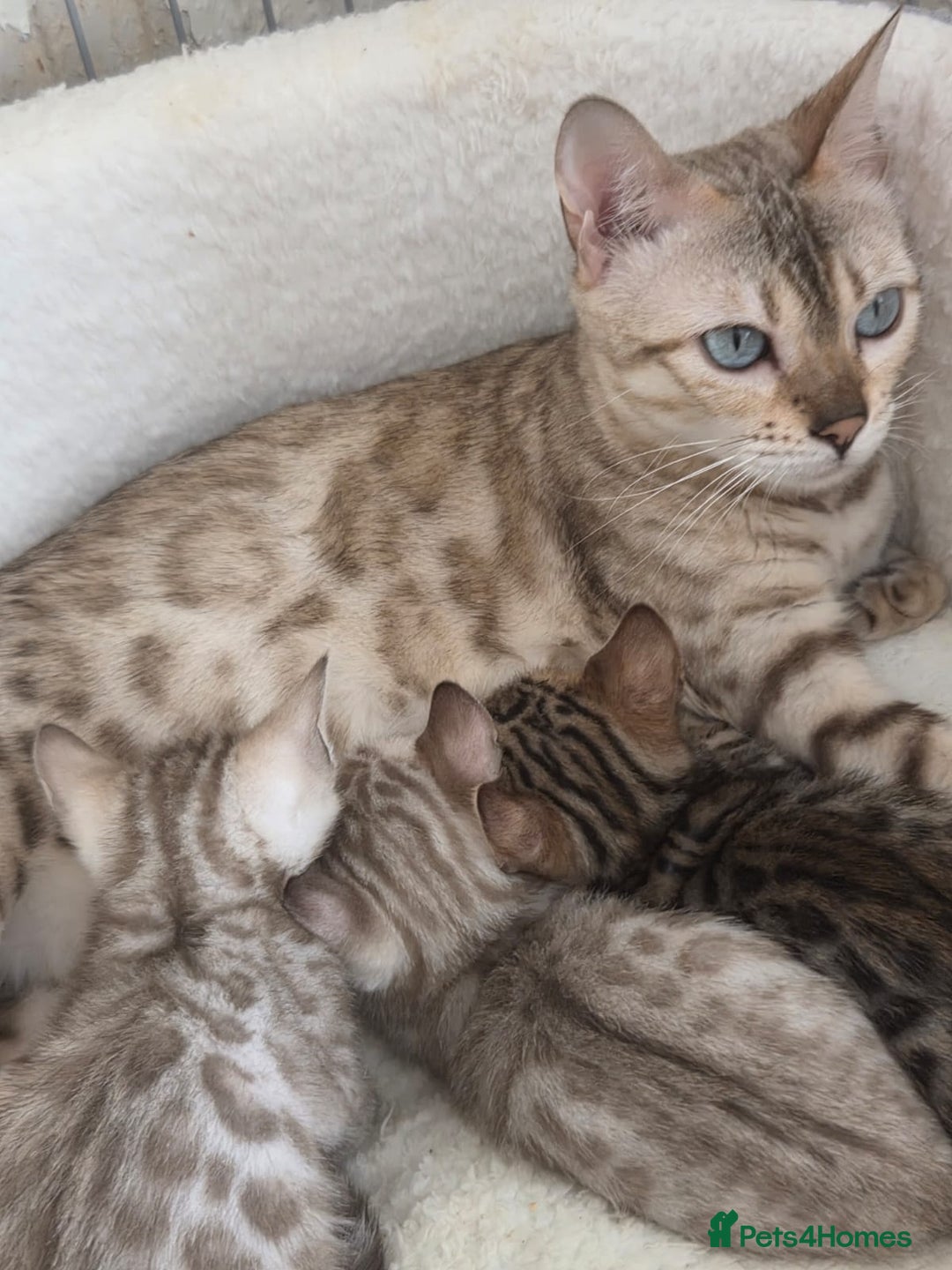 Bengal cats for sale: 3 bengaline kittens  - Image 5