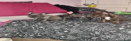 French Bulldog dogs for sale: French bulldog puppies  in Rossendale - Advert 2