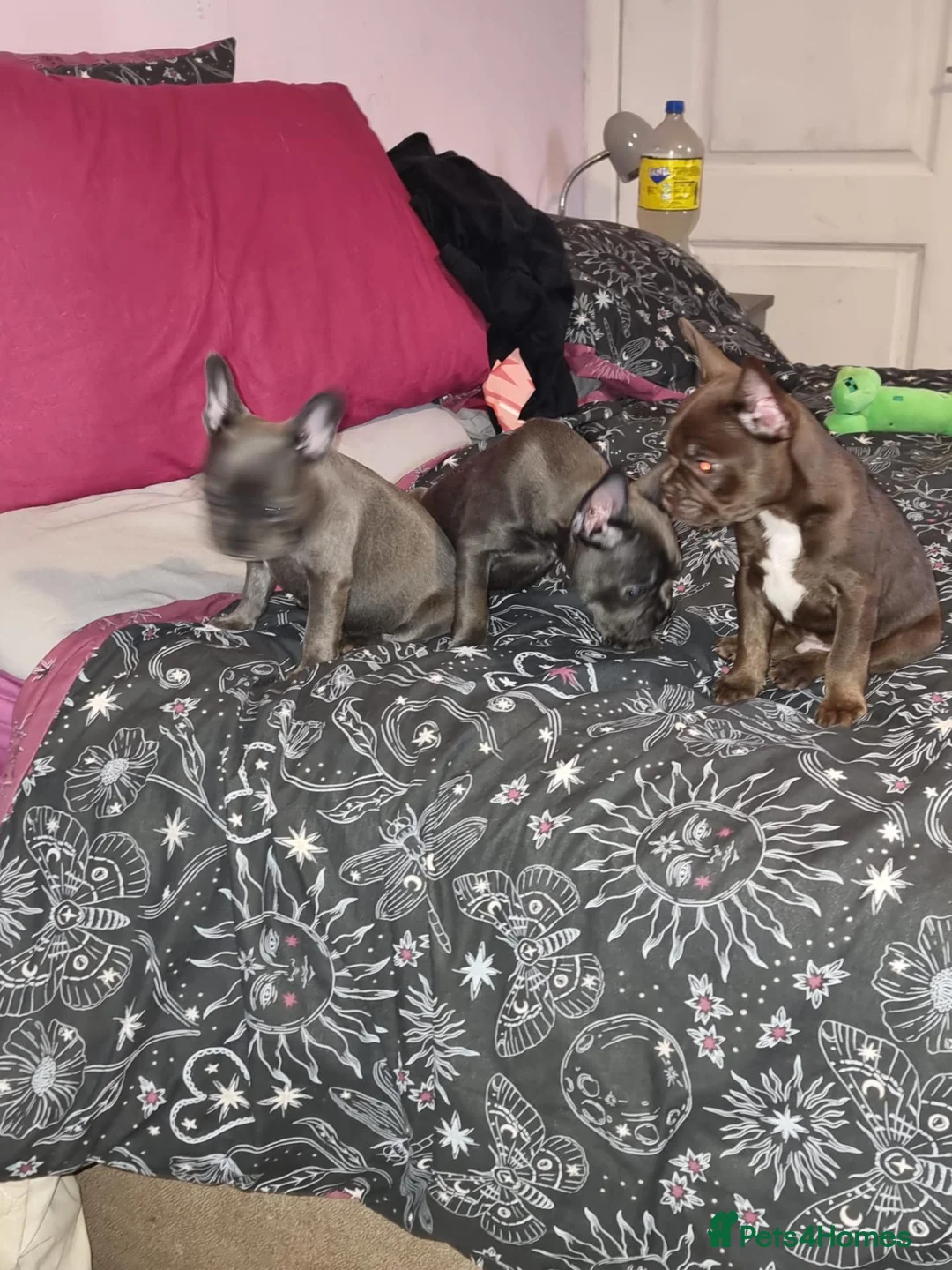 French Bulldog dogs for sale: French bulldog puppies  in Rossendale - Advert 2