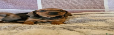 Dachshund Puppy 3