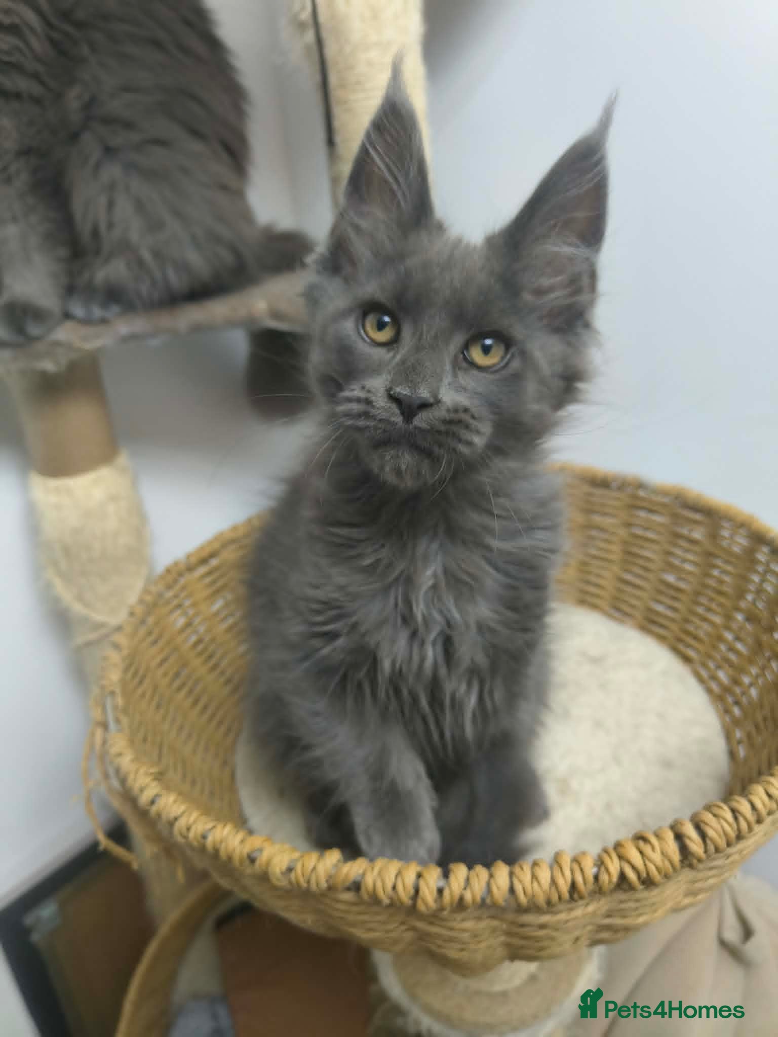 Maine Coon cats Beautiful Pedigree  Maine Coon Kittens born 23.03 - Advert 1