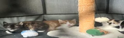 Mixed Breed cats for sale: Kittens available  - Advert 7