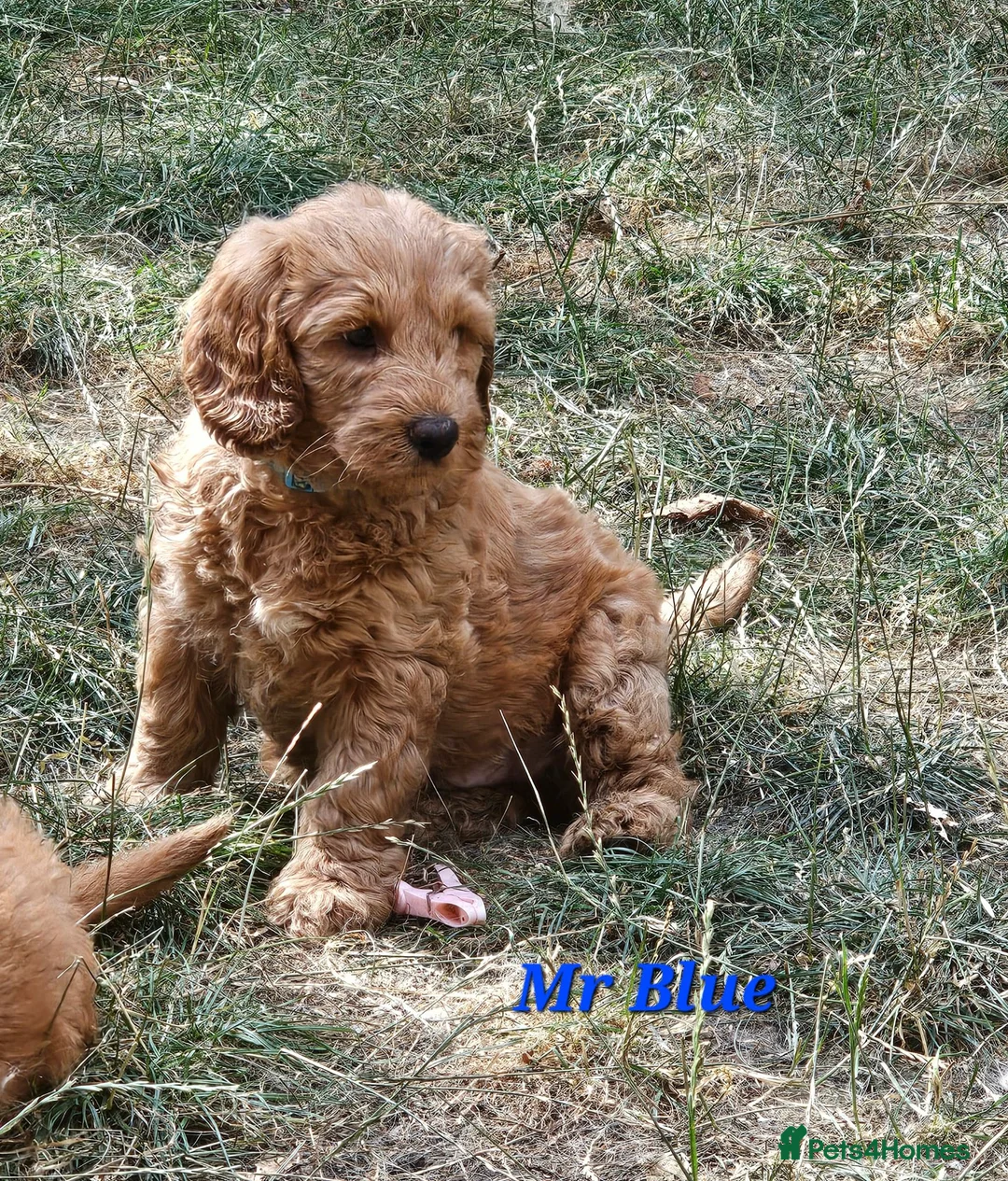 Mini Goldendoodle dogs for sale: Goldendoodle F1b Ready Now - Advert 1