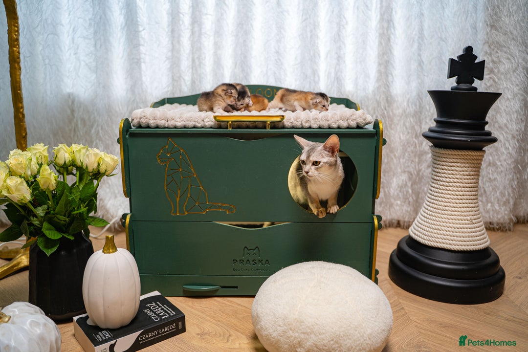 Abyssinian cats for sale: Silver Black Abyssinians-Champion TICA pedigree - Image 18