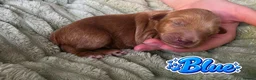 Mixed Breed dogs for sale: 4 Beautiful Cavapoo/Australian Labradoodle Puppies - Advert 15