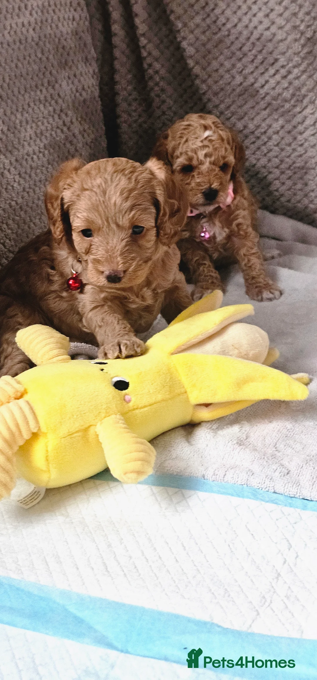 Cavapoo dogs for sale: Cavapoo for sale - Advert 22
