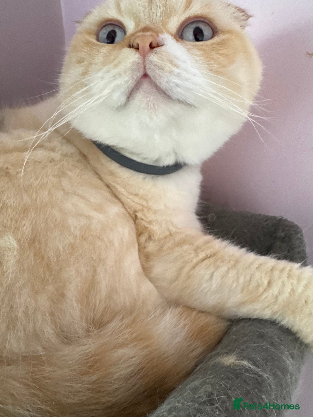 Scottish Fold cats for sale: Scottish fold adult cats  - Advert 3