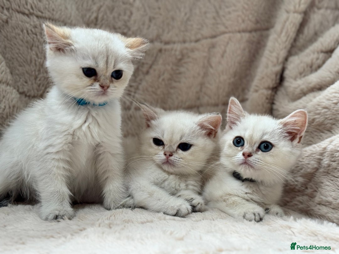 British Shorthair cats for sale: Champion sired Golden Colourpoint Kittens  - Image 18