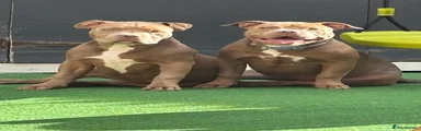 American Bully 1