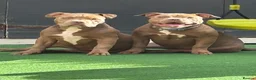 American Bully dogs for sale: American bullies  - Advert 20