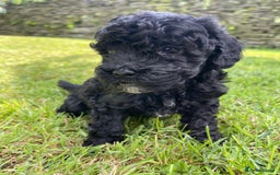 Cockapoo dogs for sale: Cockerpoo puppies  - Image 6