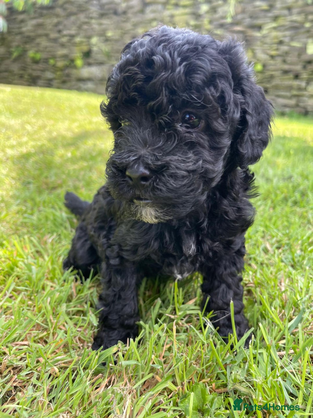 Cockapoo dogs for sale: Cockerpoo puppies  - Image 6