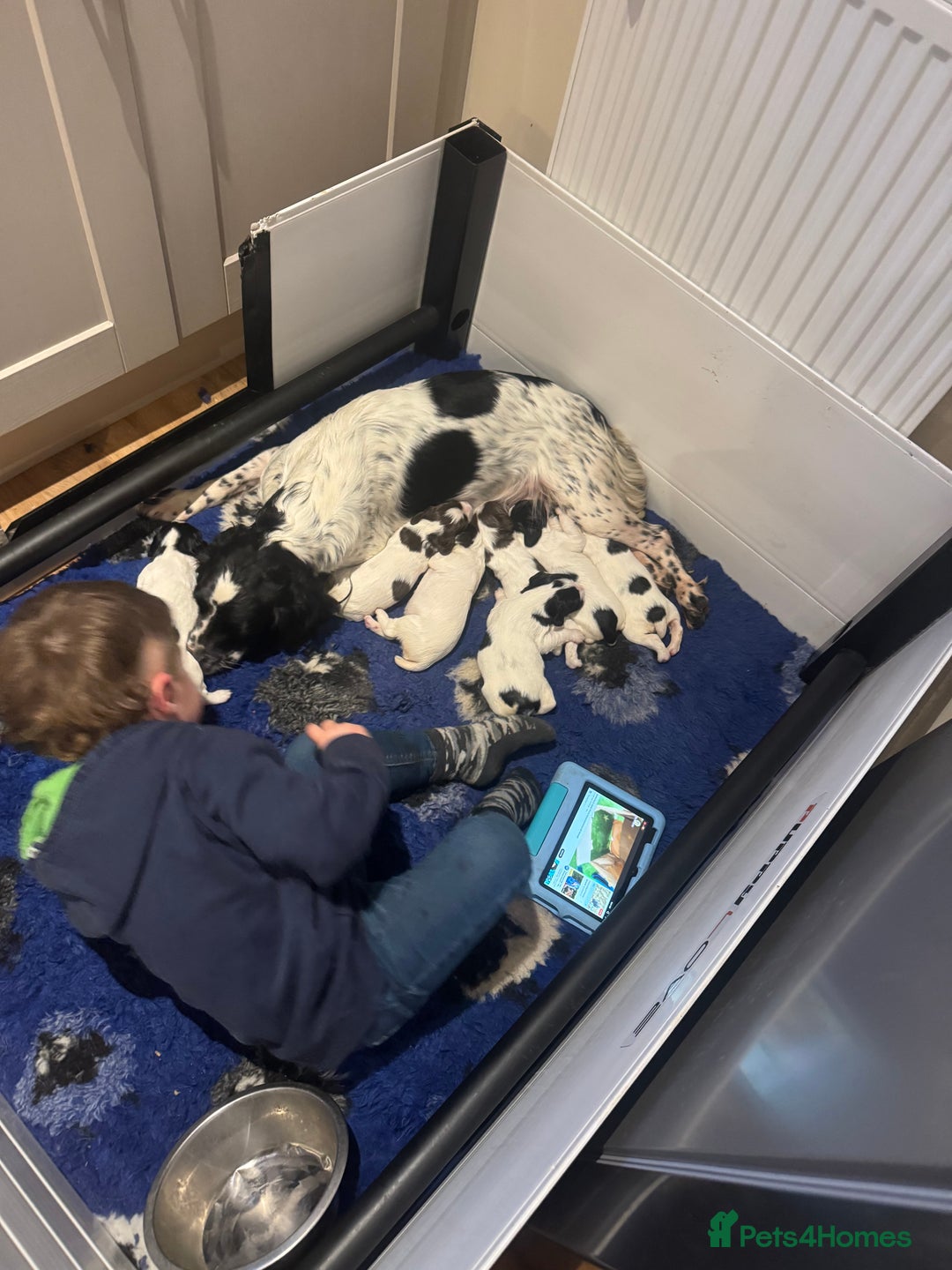 English Springer Spaniel dogs for sale: One last B/W Springer Dog Puppy available.  - Advert 13