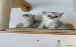 Scottish Fold cats for sale: Two Cute Scottish Fold Kittens - Image 3