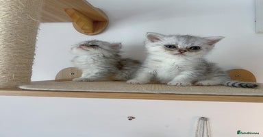 Scottish Fold cats - Advert 6