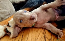 Weimaraner dogs for sale: KC reg Weimaraner pups - Image 7