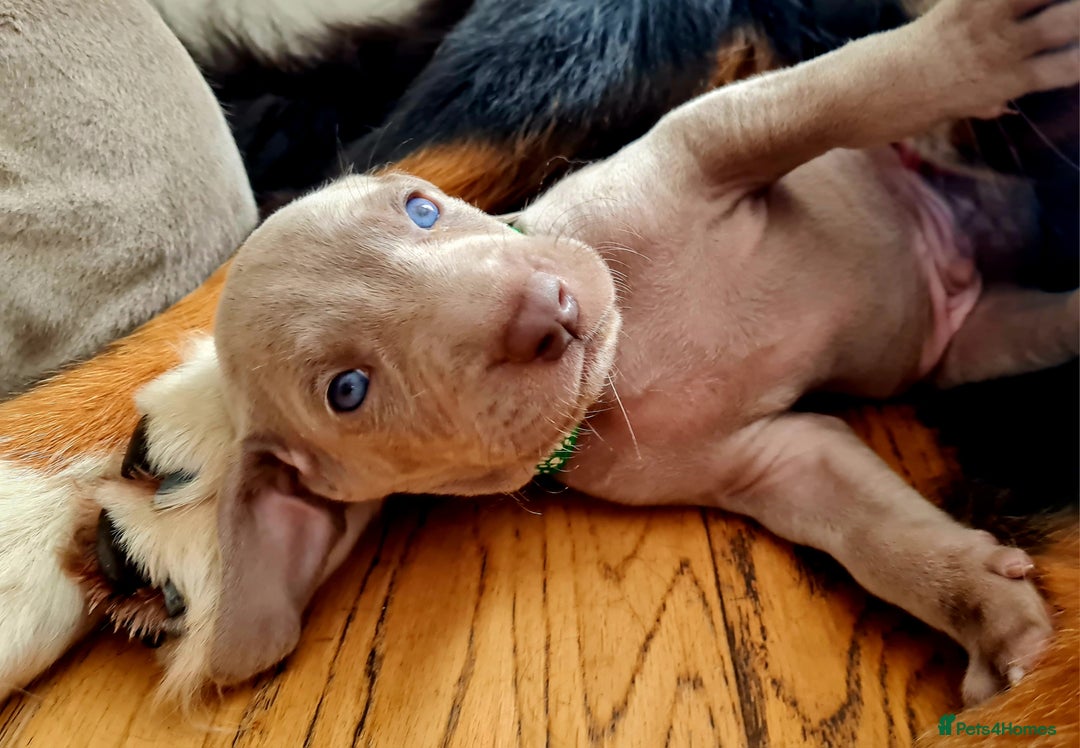 Weimaraner dogs for sale: KC reg Weimaraner pups - Image 7