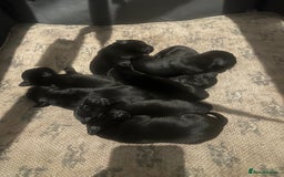 Labrador Retriever dogs for sale: 5 black lab puppies male   - Image 3