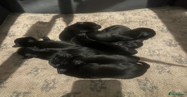 Labrador Retriever dogs - Advert 7