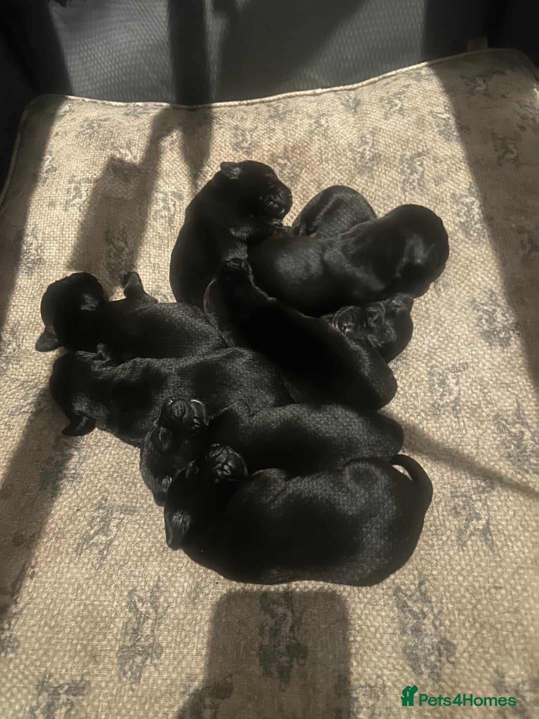 Labrador Retriever dogs for sale: 5 black lab puppies male   - Image 3