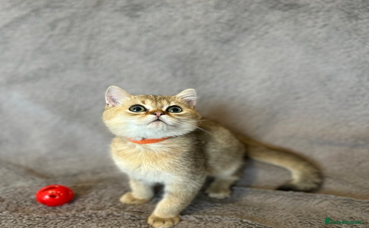 British Shorthair cats - Advert 4