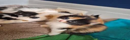 Mixed Breed cats for sale: 2 kittens for sale - Advert 8