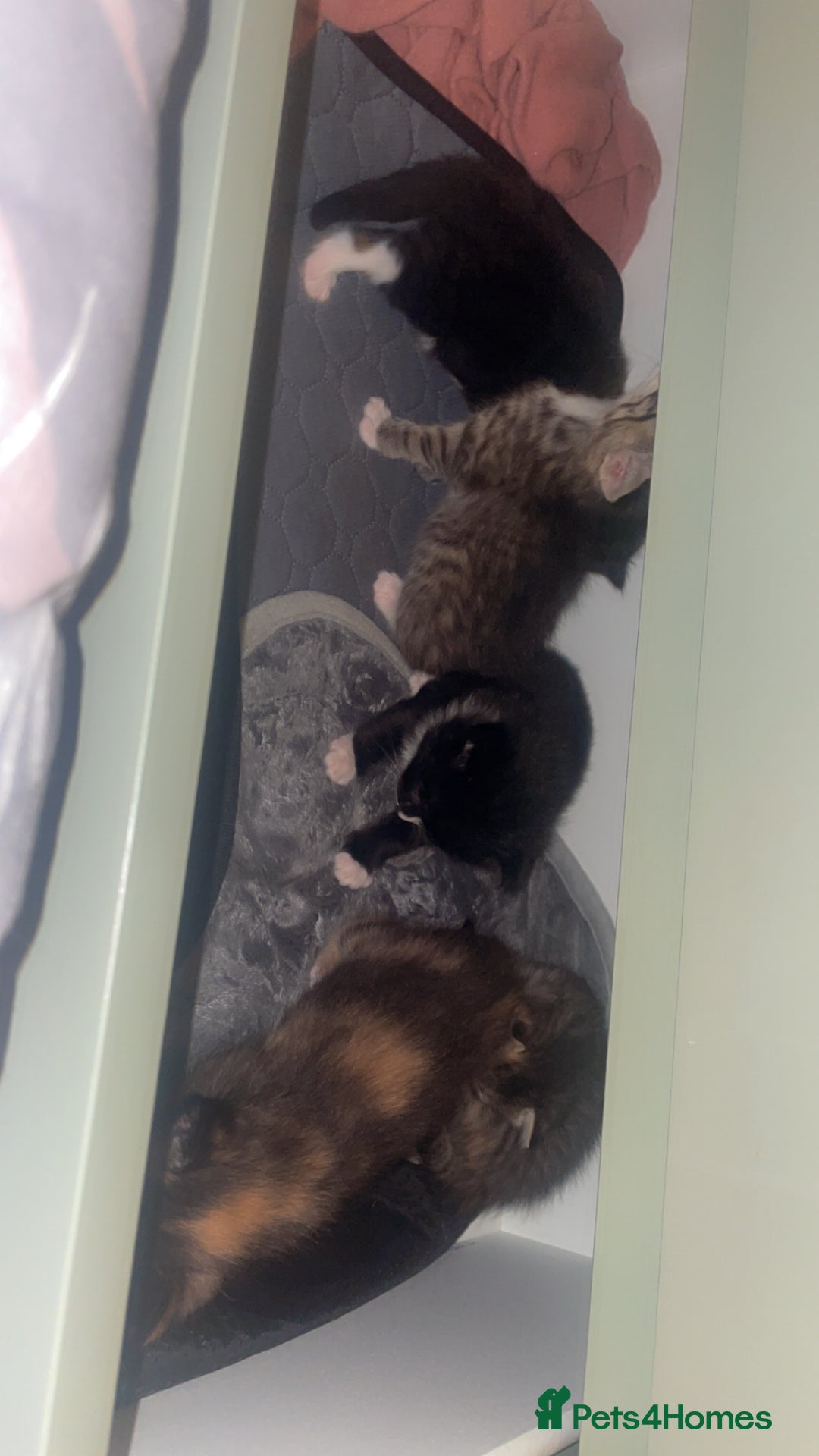 American Shorthair cats for sale: 3 kittens  - Image 1