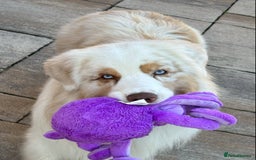 Australian Shepherd dogs for sale: Superbly Bred, Top Quality Pups - Image 24
