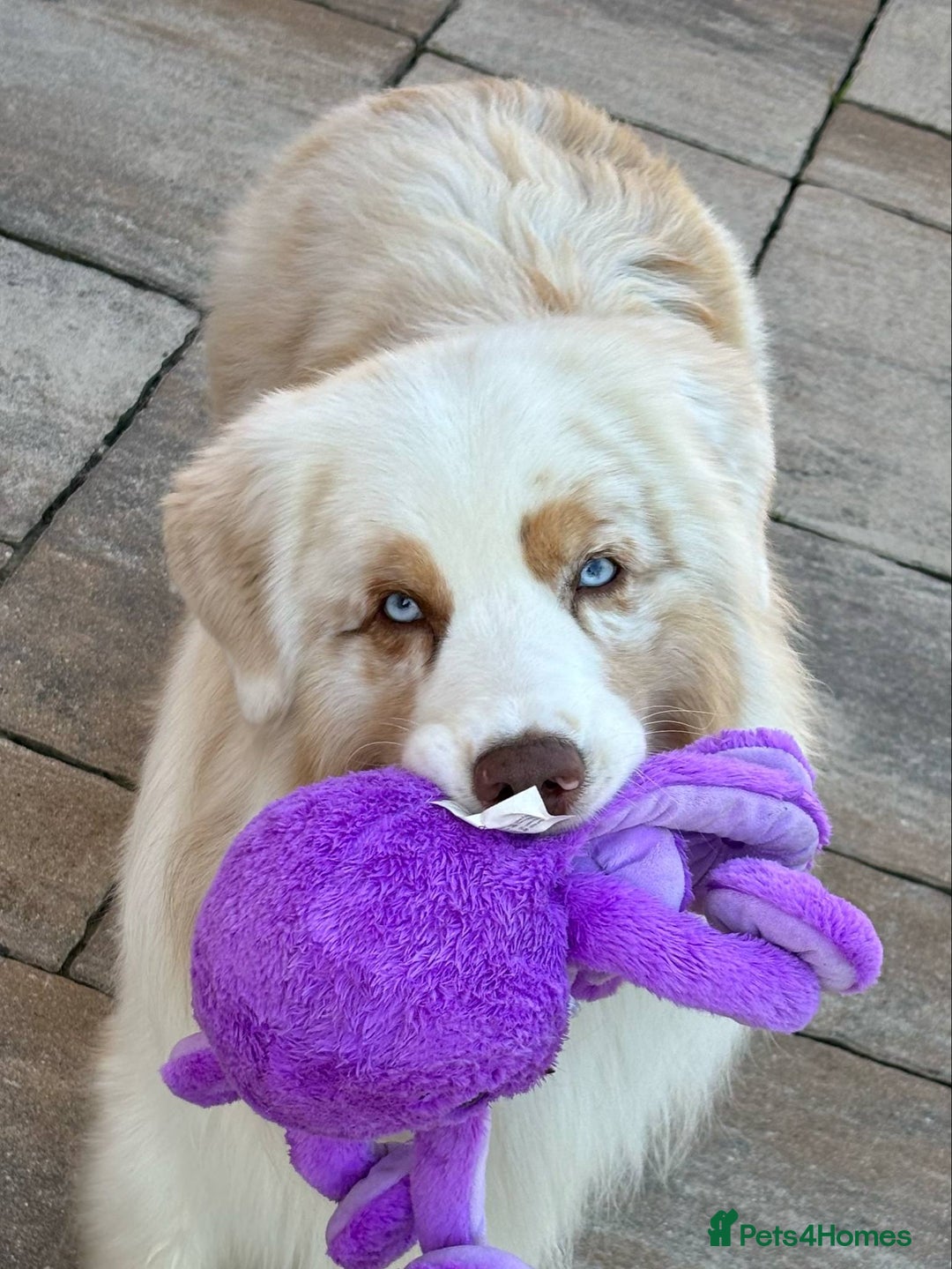 Australian Shepherd dogs for sale: Superbly Bred, Top Quality Pups - Image 24