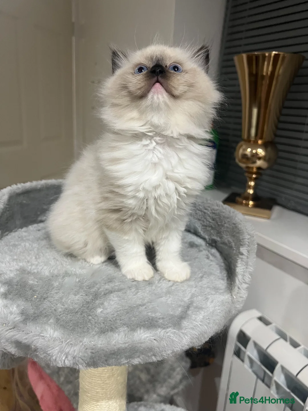 Ragdoll cats for sale: Reserved…Waiting list available - Advert 13