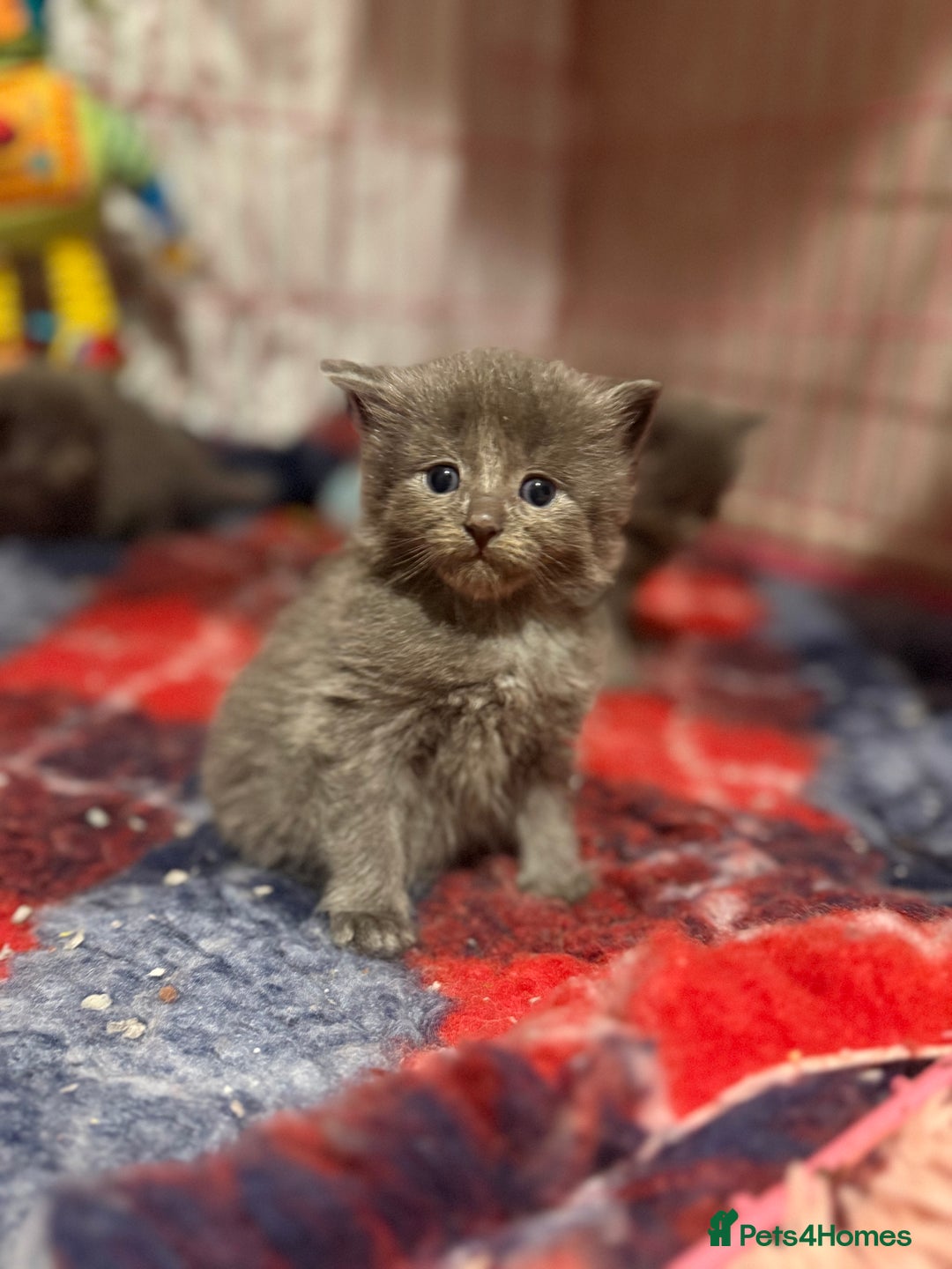 Ragcoon cats for sale: READY NOW Stunning RAGCOON Kittens  - Advert 19