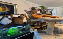 Abyssinian cats for stud: Stud Abyssinian TICA Registered in Corby - Image 9