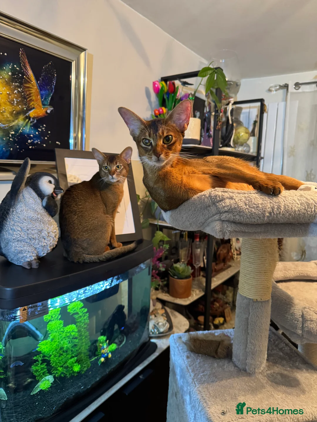 Abyssinian cats for stud: Stud Abyssinian TICA Registered in Corby - Advert 9