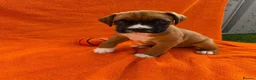 Boxer dogs for sale: Boxers - Advert 10