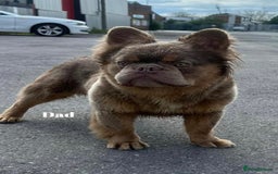 French Bulldog dogs for sale: Beautiful small build fluffy/fluffy carrier french - Image 34