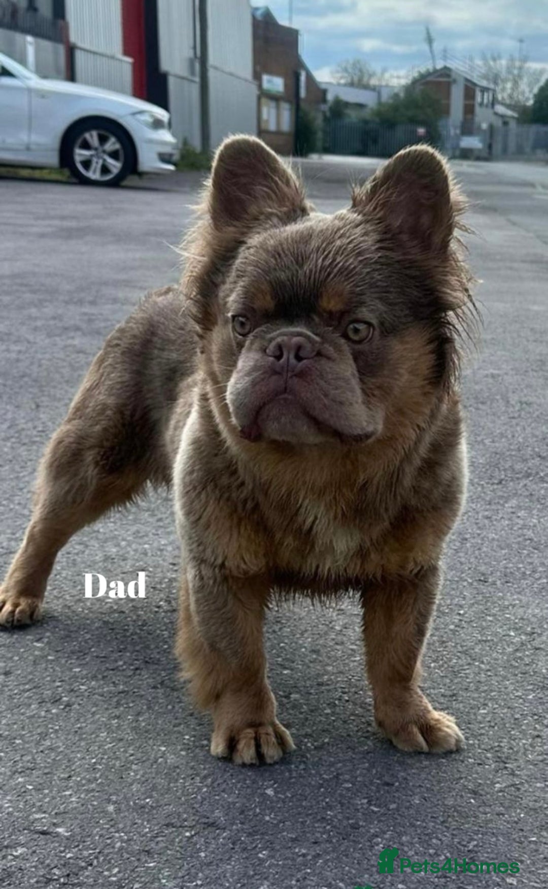 French Bulldog dogs for sale: Beautiful small build fluffy/fluffy carrier french - Image 34