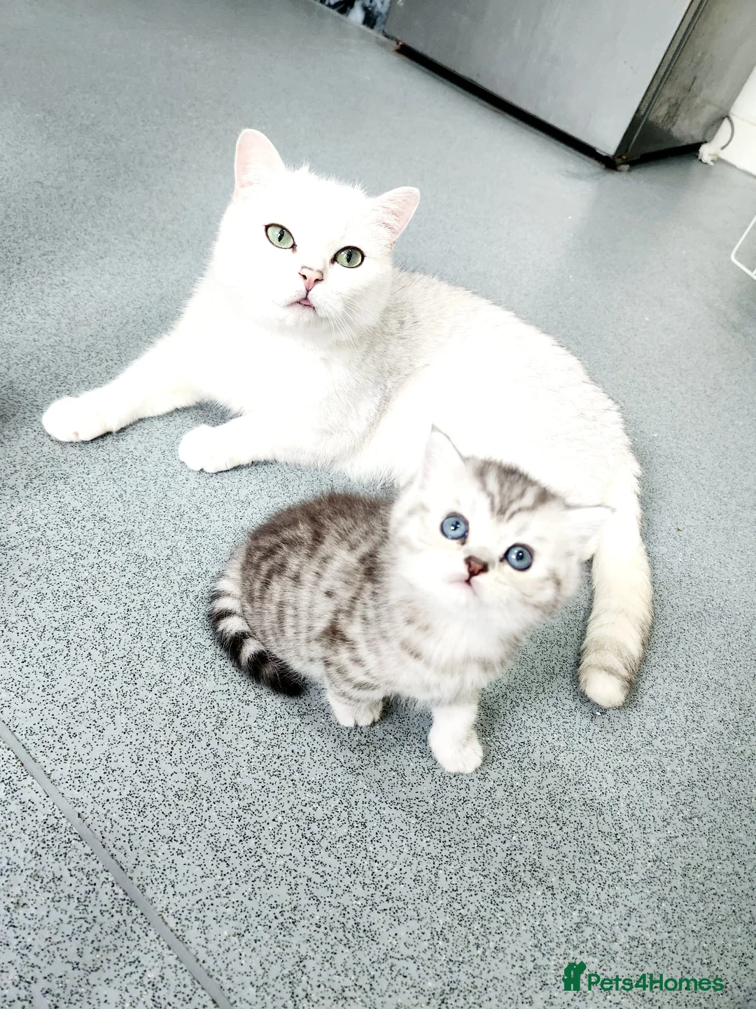 British Shorthair cats for sale: British shorthair kitten  - Advert 16