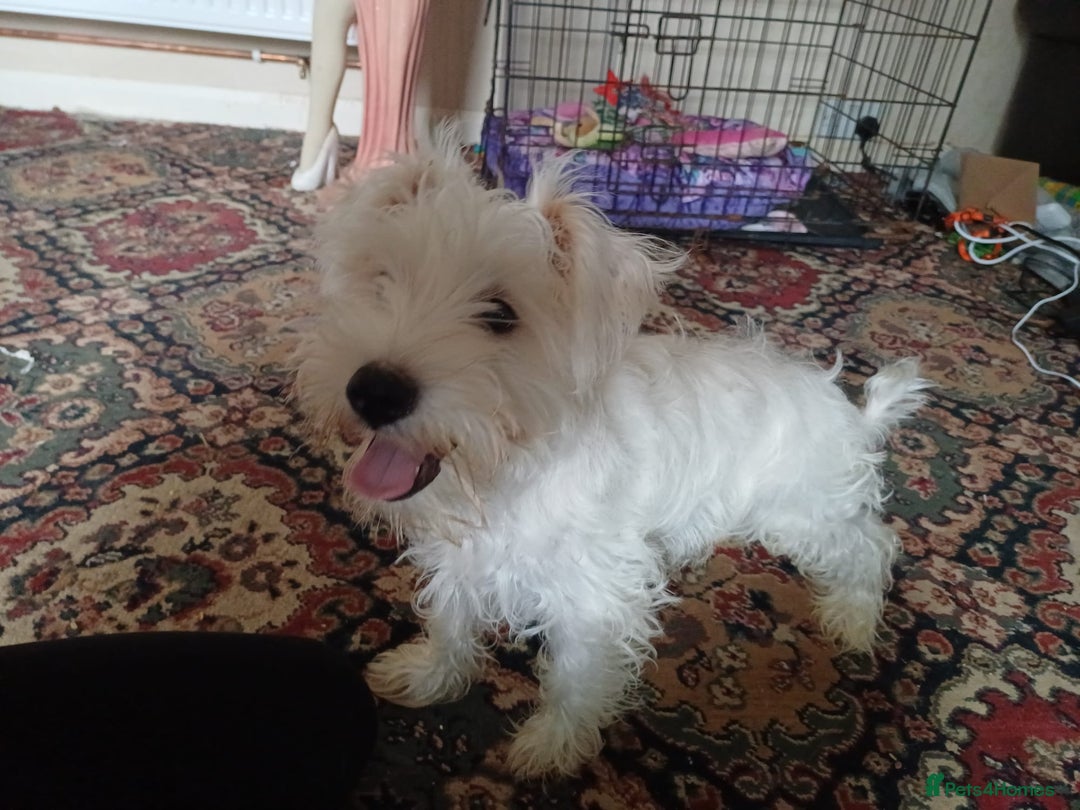 Schnauzer dogs for sale:  miniature schnauzer  - Advert 2