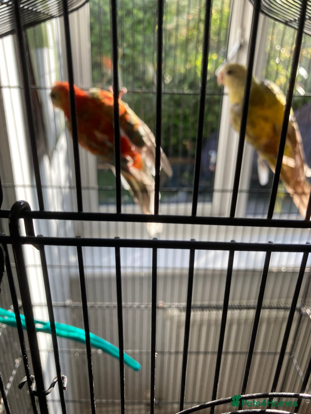 Parakeets birds for sale: Red rump pair - Image 1