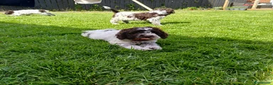 Lagotto Romagnolo Puppy 1