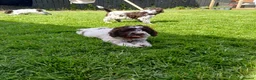 Lagotto Romagnolo dogs for sale: Reduced Lagotto Vet Checked/Chipped/Vaccinated   - Advert 16