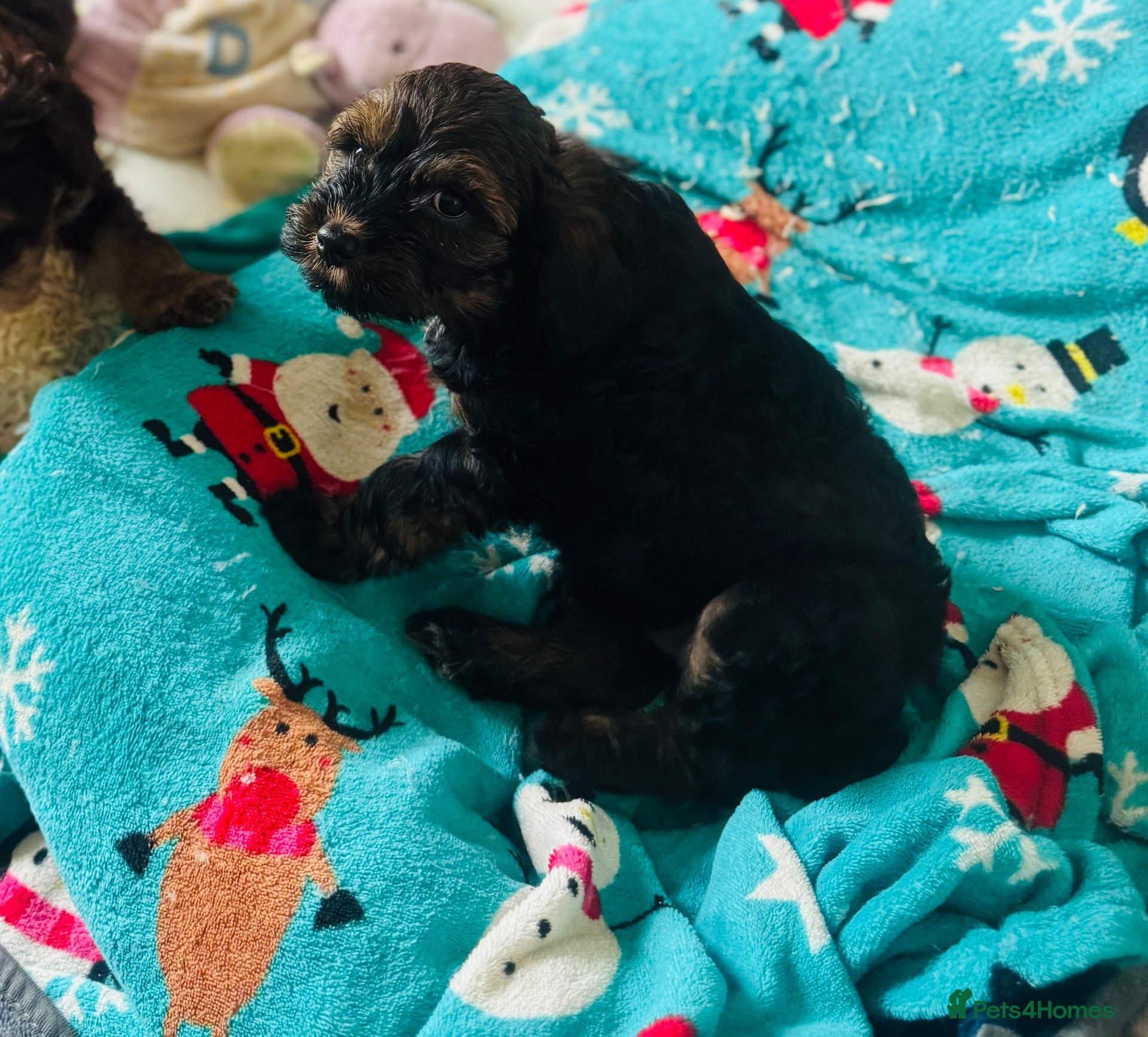 Mixed Breed dogs Powderpuff poos  - Advert 2